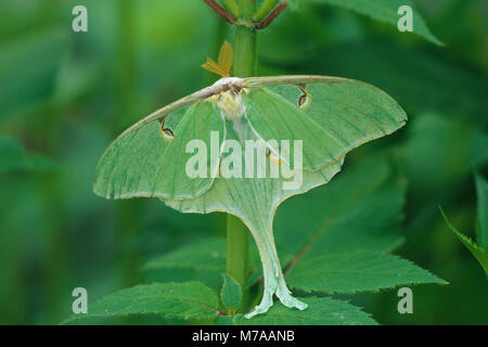 04000-00105 Luna Moth (Actias luna) dans le jardin de fleurs Marion Co. IL Banque D'Images