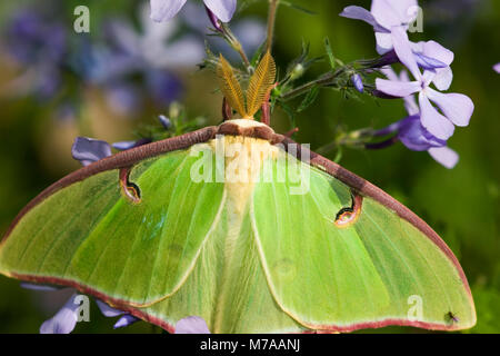 04000-002.06 Luna Moth (Actias luna) sur bleu (Phlox Phlox divaricata) Marion Co. IL Banque D'Images