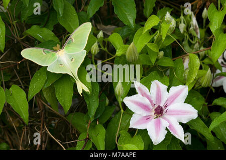 04000-002.15 Luna Moth (Actias luna) sur Carnaby Clematis (Clematis sp) Marion Co. IL Banque D'Images