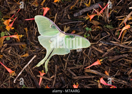 04000-002.20 Luna Moth (Actias luna) sur paillis dans jardin, Marion Co. IL Banque D'Images