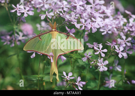 04000-004.20 Luna Moth (Actias luna) sur bleu (Phlox Phlox divaricata) Marion Co. IL Banque D'Images