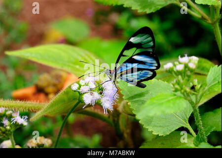 Glasswinged glasswing papillon (ou) dans le jardin de papillons à la Catarata del Fortuna, ou des chutes d'eau de la Fortuna, au Costa Rica. Banque D'Images