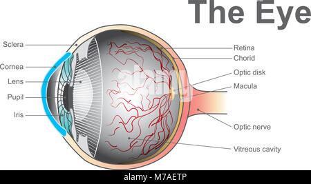 Les yeux sont les organes de la vision. Ils détectent la lumière et la transformer en impulsions électro-chimique dans les neurones. Des corps d'anatomie. Illustration de Vecteur