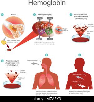 Les globules rouges (érythrocytes) commence dans la moelle osseuse. Les globules rouges transportent l'oxygène au reste du corps. La structure des protéines de l'hémoglobine est b Illustration de Vecteur