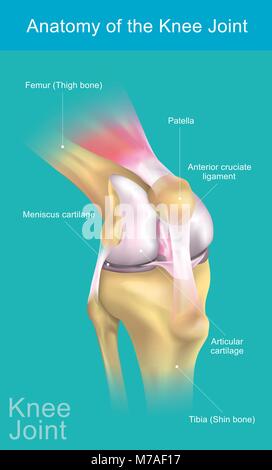 L'articulation du genou se joint à la cuisse avec la jambe et se compose de deux articulations : l'une entre le fémur et le tibia et l'autre entre le fémur et la rotule. Illustration de Vecteur