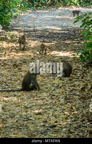 Les macaques à longue queue sur un chemin forestier sur l'île de Palau Ubin, Singapour. Banque D'Images