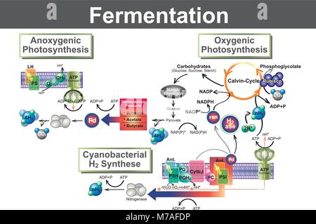 La fermentation est un processus métabolique qui convertit le sucre pour acides, gaz ou de l'alcool. Elle se produit dans les levures et bactéries, et aussi dans l'oxygène du muscle-affamés Illustration de Vecteur