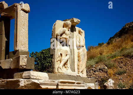 Hibiscus hybrides Banque D'Images