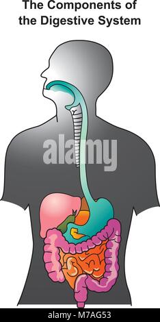 Le système digestif humain est constitué de l'appareil digestif ainsi que les organes auxiliaires de la digestion. Illustration de Vecteur