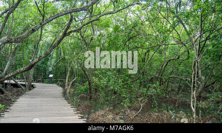 Une mangrove boardwalk dans Chek Jawa terres humides sur l'île de Pulau Ubin, Singapour. Banque D'Images