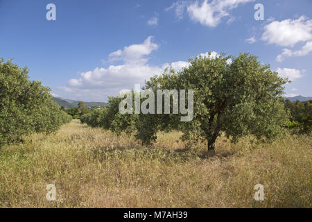 Italie, Sardaigne, Sardaigne du Sud, côte sud, Chia, Baia Chia, Torre di Chia, Costa del Sud, Banque D'Images