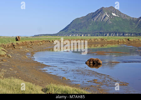 Amérique du Nord, les États-Unis, l'Alaska, Katmai National Park, Hallo Bay, l'ours brun, Ursus arctos, Banque D'Images