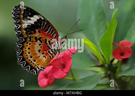 Le jardin de papillons tropicaux, papillon, Cethosia hypsea, les fleurs de l'épi du Christ, Euphorbia milii, Banque D'Images