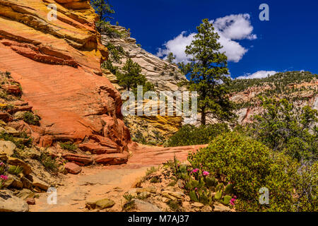 Les USA, Utah, Washington County, Springdale, Zion National Park, Zion Canyon, observation Point Trail Banque D'Images