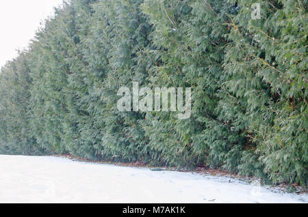 Evergreen thuja haie écran dans Olmonty dans le jardin, l'est de la Pologne. La fin de l'hiver. Banque D'Images