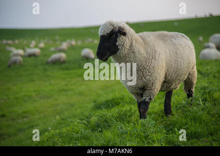 L'Europe, l'ALLEMAGNE, Basse-Saxe, Frise Orientale, Pilsum, moutons sur la digue de Pilsum Banque D'Images