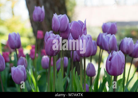 Des messagers du printemps sur l'île de Mainau Banque D'Images