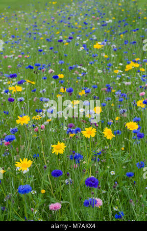 Partie d'une barrière entre l'espace gazonné la principale route A702 et un lotissement à Biggar, en Écosse, à gauche et non tondues ensemencées avec des fleurs sauvages. Banque D'Images