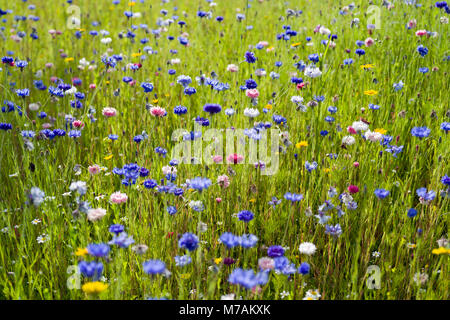 Partie d'une barrière entre l'espace gazonné la principale route A702 et un lotissement à Biggar, en Écosse, à gauche et non tondues ensemencées avec des fleurs sauvages. Banque D'Images