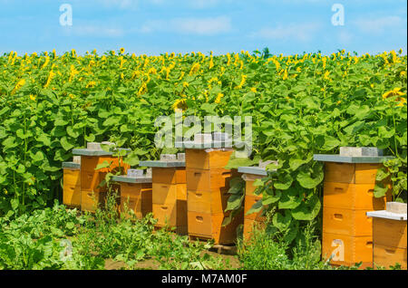 Ruches dans champ de tournesol Banque D'Images