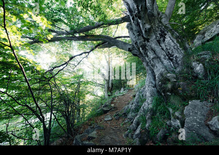 Vieux chêne majestueux sur sentier de montagne à l'Hungeralmen (Alpes) dans la Val Bavona, Tessin, Suisse Banque D'Images