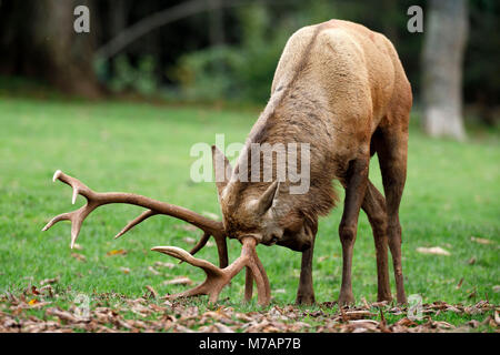 Le cerf, (Cervus elaphus), le cerf, captive, Allemagne Banque D'Images