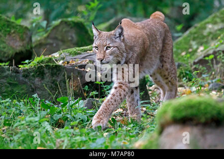 Le Lynx, lynx (Lynx), Lynx, captive, Allemagne Banque D'Images