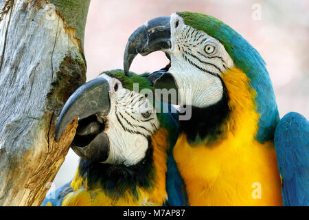 Blue and Gold macaw (Ara ararauna), captive, couple, Banque D'Images