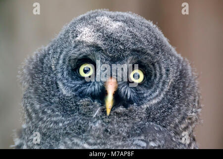 Chouette lapone, jeune oiseau, Poussin, (Strix nebulosa), Allemagne Banque D'Images