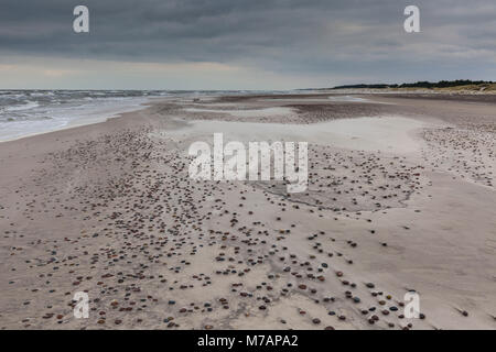 L'Europe, la Pologne, la Poméranie, petites pierres sur la plage de la mer Baltique dans le Parc National de Slowinski Banque D'Images