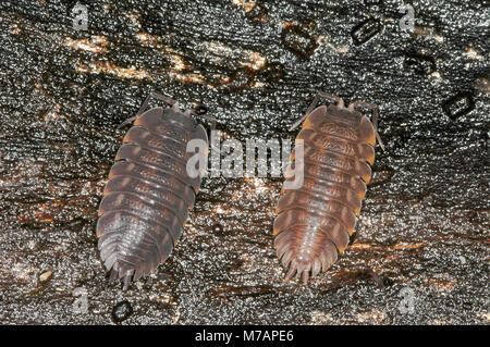 Trachelipus rathkii Banque D'Images