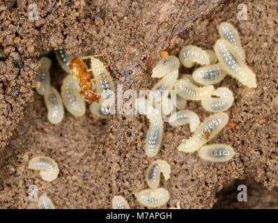 Prairie jaune (Ant Lasius flavus) avec les vers blancs Banque D'Images