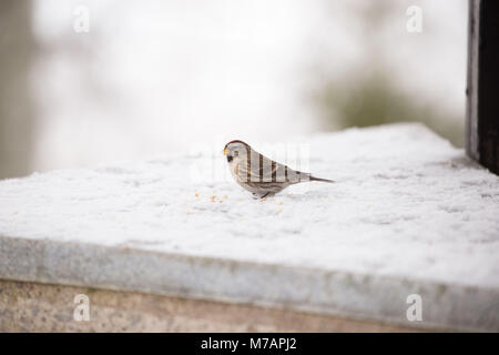 Sizerin blanchâtre, graines d'oiseaux manger scène d'hiver Banque D'Images