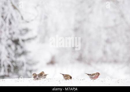 Sizerin flammé les oiseaux mangent les graines dans le jardin, l'hiver floue fond de scène Banque D'Images
