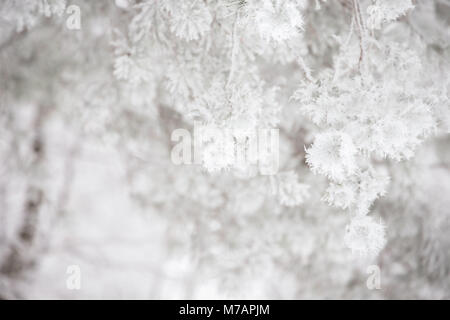 Close-up de branches de pin givré blanc épais, hoarfroast arrière-plan flou Banque D'Images