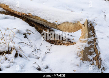 Les troncs d'arbres rongés par les castors d'Europe, Castor fiber, en hiver, Spessart, Bavaria, Germany Banque D'Images