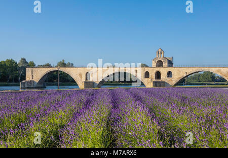 France, Provence, Avignon, ville Pont St Bénézet, W.H., champ de lavande Banque D'Images