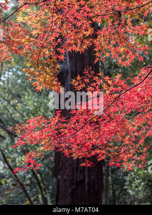 La ville de Nara, Japon, couleurs d'automne Banque D'Images