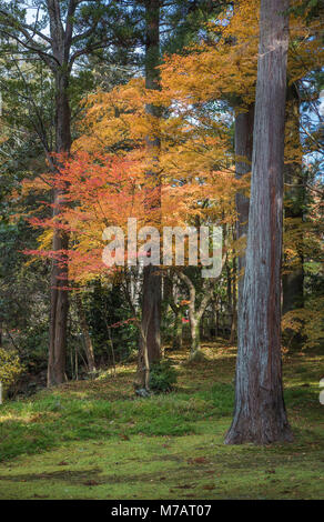 La ville de Nara, Japon, couleurs d'automne Banque D'Images