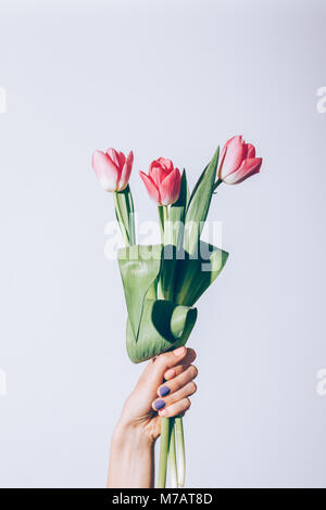 Vertical image d'un bouquet de tulipes roses dans une main féminine gros plan sur fond blanc Banque D'Images