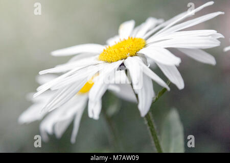 Marguerites commun, également connu sous le nom de Daisy Daisy pelouse ou en anglais. Bellis perennis Nom propre Banque D'Images