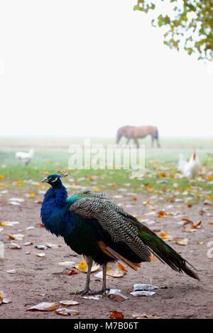 Peacock dans une ferme Banque D'Images