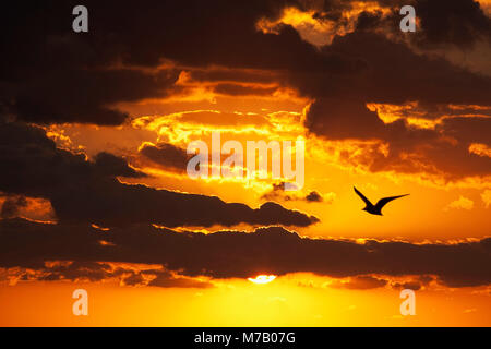 Silhouette d'un oiseau dans le ciel au coucher du soleil Banque D'Images