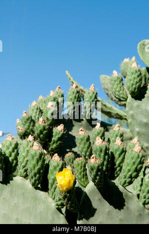 Close-up of cactus fleurs, Province de La Rioja, Argentine Banque D'Images