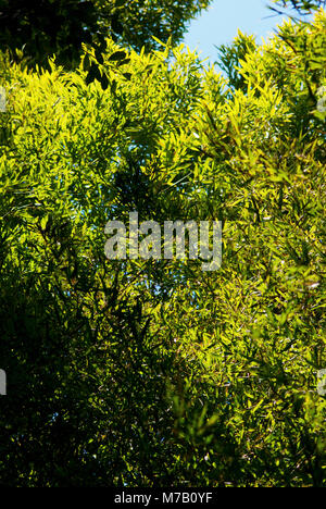 Arbres d'une forêt Banque D'Images