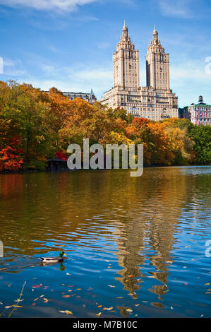 Duck nager dans le lac avec des gratte-ciel en arrière-plan, Central Park, Manhattan, New York City, New York State, USA Banque D'Images