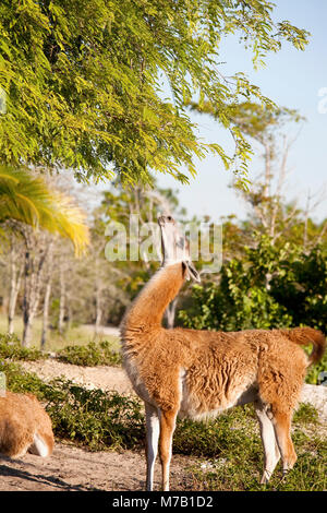 Guanaco (Lama guanicoe) dans une forêt Banque D'Images