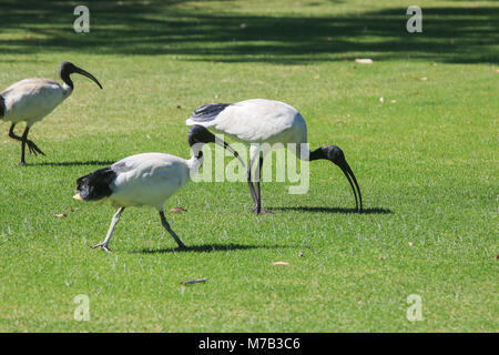 Adelaide Australie 10 mars 2018. Ibis blanc oiseaux communément appelé Ben des poulets ou dindes pointe vu paître dans un champ d'Adélaïde. Un conseil à Perth, Australie de l'Ouest prévoit de rejets plus d'une centaine d'oiseaux Ibis blanc considéré comme un ravageur et d'oiseaux nécrophages qui posent un risque pour les avions et les passagers des avions volant dans et hors de l'Aéroport de Perth Crédit : amer ghazzal/Alamy Live News Banque D'Images