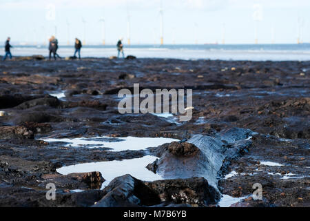 Forêt Pétrifiée préhistoriques découverts sur la plage de Redcar, UK, par la tempête Emma attire des centaines de visiteurs de voir les arbres fossilisés et naufrage Banque D'Images