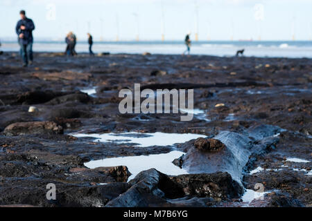 Forêt Pétrifiée préhistoriques découverts sur la plage de Redcar, UK, par la tempête Emma attire des centaines de visiteurs de voir les arbres fossilisés et naufrage Banque D'Images